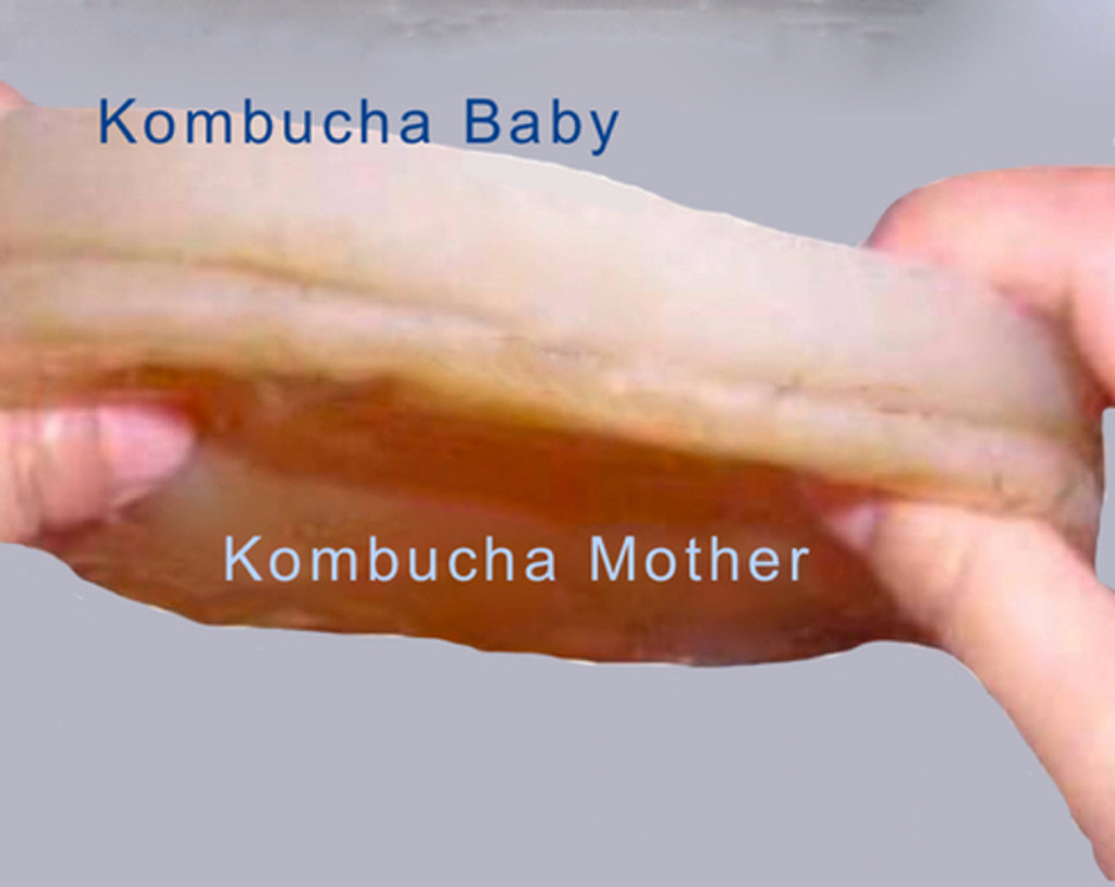 Kombucha Mushroom Traditional Organic SCOBY Starter Culture