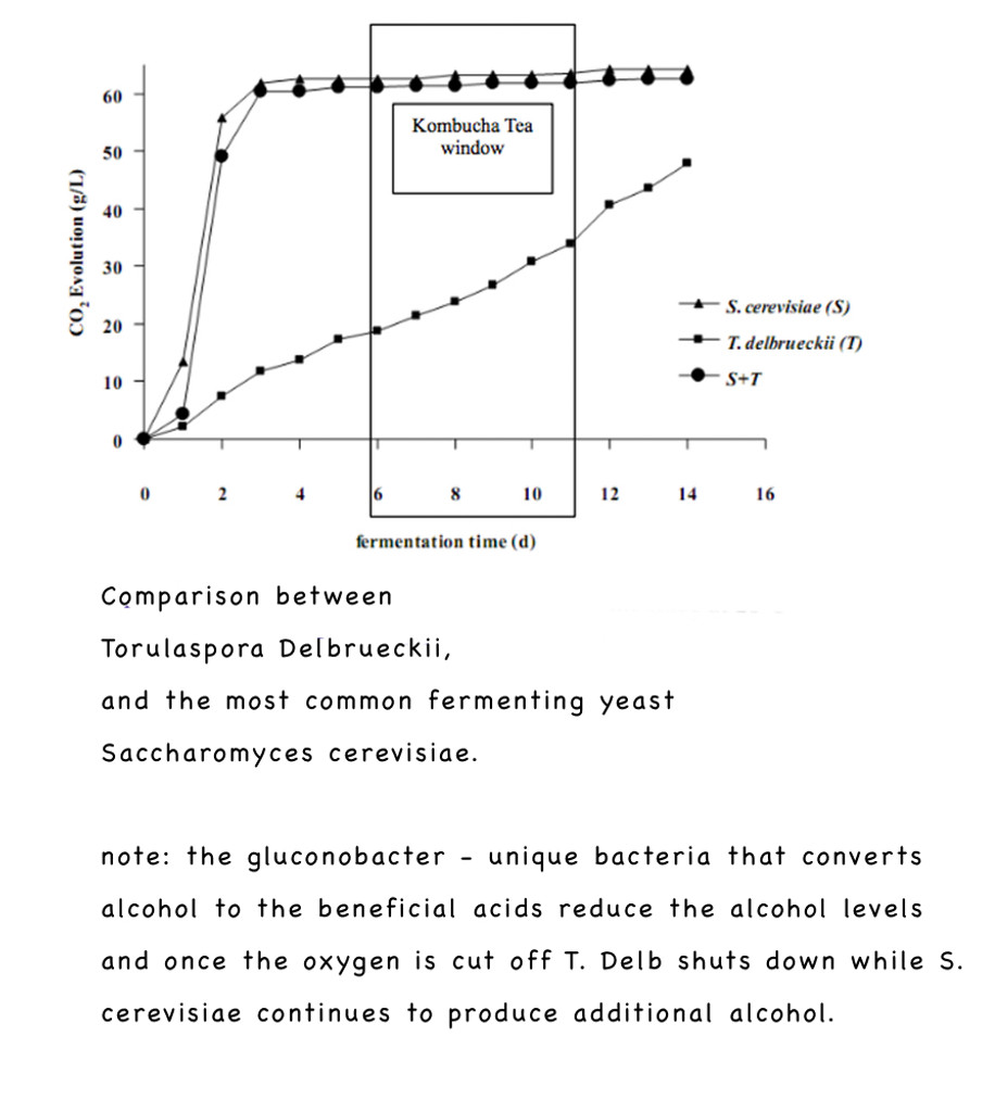 Alcohol Free Kombucha Brewing. Comparison between Torulaspora Delbrueckii, and the most common fermenting yeast Saccharomyces cerevisiae.