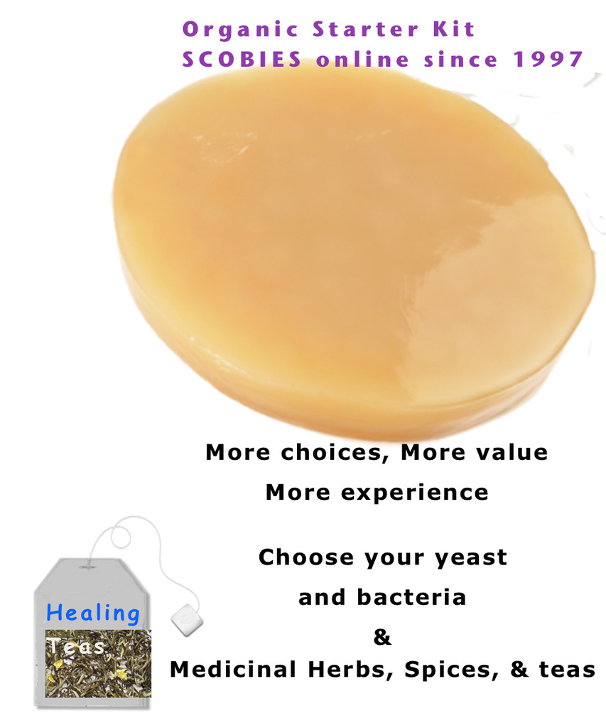 Kombucha Mushroom Culture Starter Kits. Beautiful SCOBIES. Get the best SCOBY to make the greatest Kombucha Tea Eve