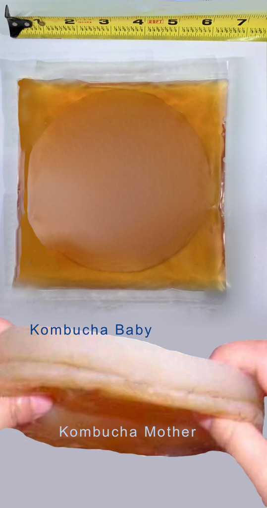 Large Kombucha SCOBY Culture, Ready to Ship. Get the best, fresh, raw and alive. Guaranteed to get the results you want.