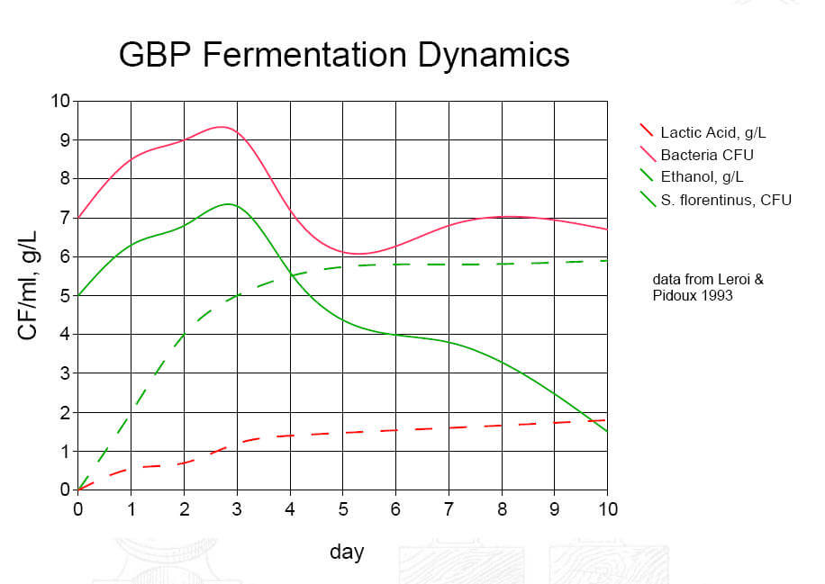 ginger-beer-ferment-dynamics.jpg