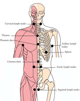 os-20-immune-system-tlc-points-tachyon-product.jpg