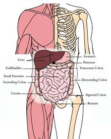 os-liv-liver-tlc-points-tachyon-products.jpg