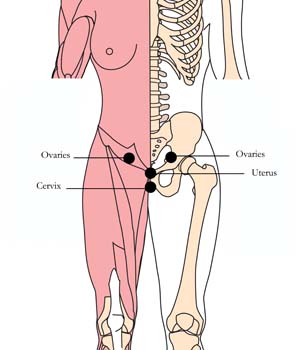 os-ova-ovaries-tlc-points-tachyon-products.jpg