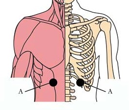 tachyon-product-os-5-digestive-cell-points1.jpg