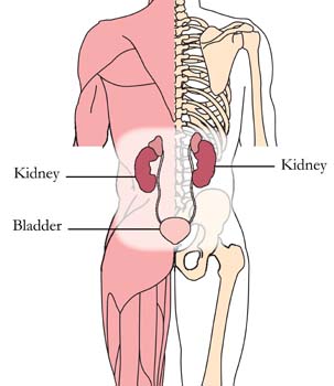 tachyon-products-os-34-urinary-tract-tlc-points.jpg