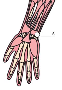 tachyon-products-os-7-cardiovascular-cell-points1.jpg