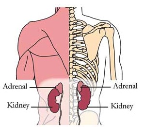 tachyon-products-os-adr-adrenal-tlc-points.jpg