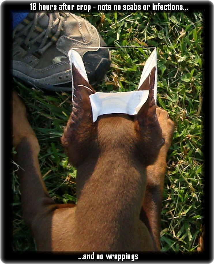 Ear Taping For All Dogs Requiring Ear Stance Page 1