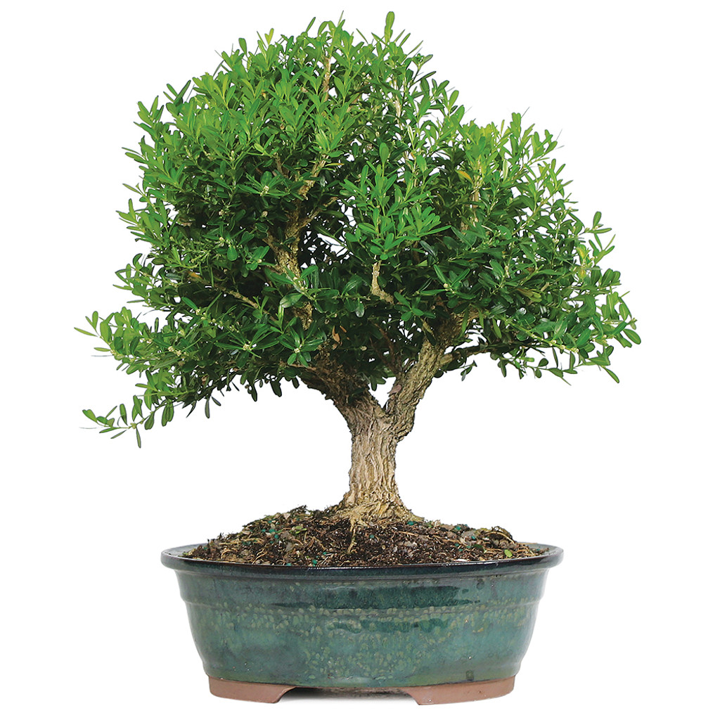 harland boxwood bonsai tree - indoor / outdoor | Brussel\'s harland boxwood bonsai tree - indoor / outdoor | Brussel\'s