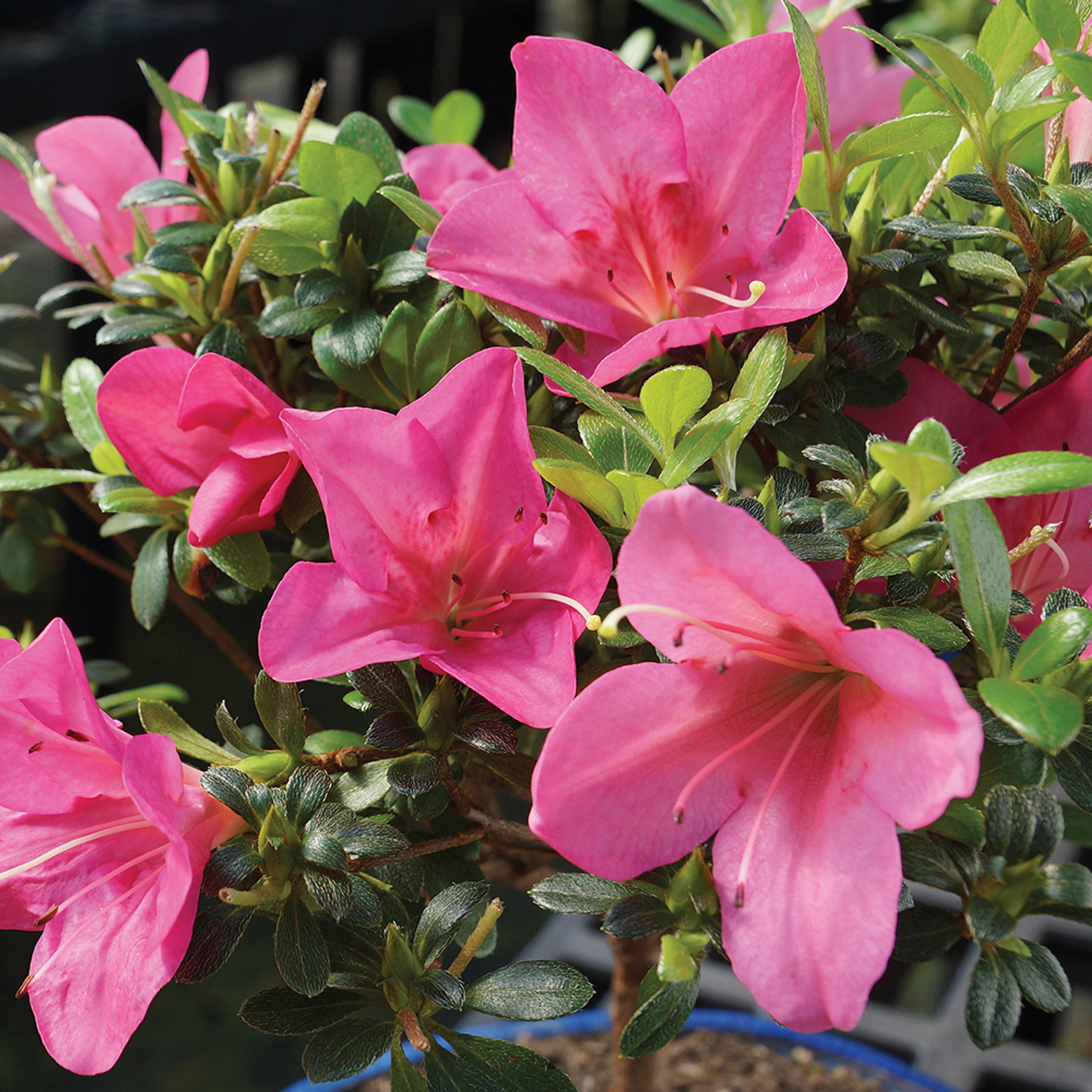satsuki azalea bonsai tree japanese classic late bloom
