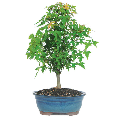 Small Size Trident Maple Bonsai Tree