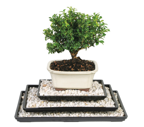 Humidity Tray 13" - PPT13