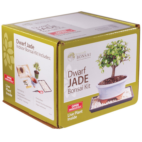 Dwarf Jade Bonsai Kit - DTDJKIT