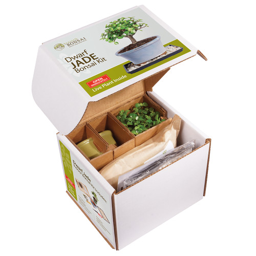 Dwarf Jade Bonsai Kit - DTDJKIT