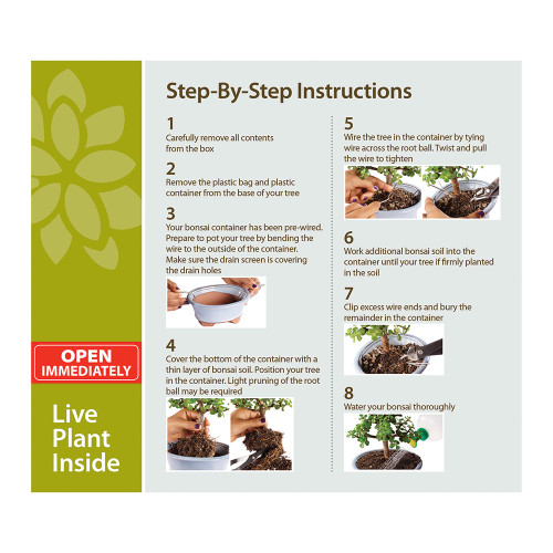Dwarf Jade Bonsai Kit - DTDJKIT