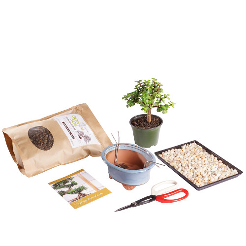 Dwarf Jade Bonsai Kit - DTDJKIT