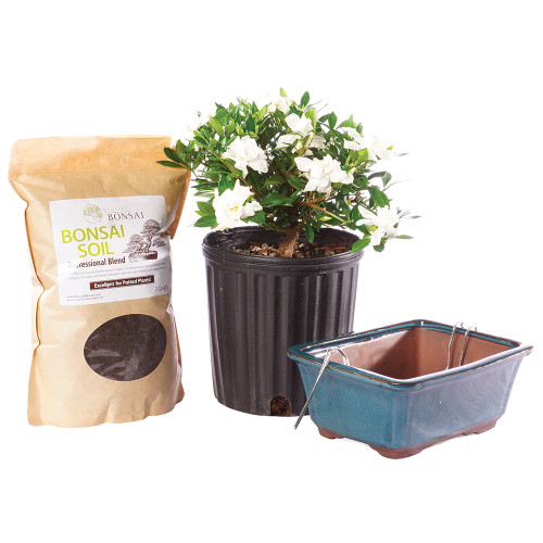 Gardenia - DTGR1GPIY