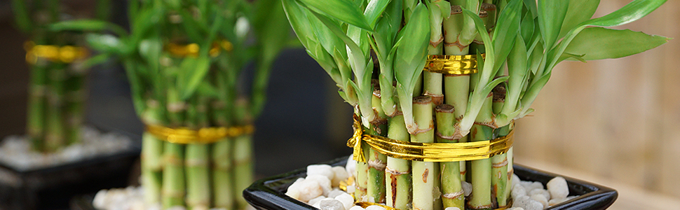 Lucky Bamboo