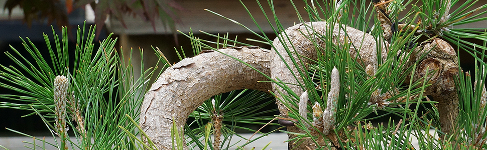 Pine Specimens