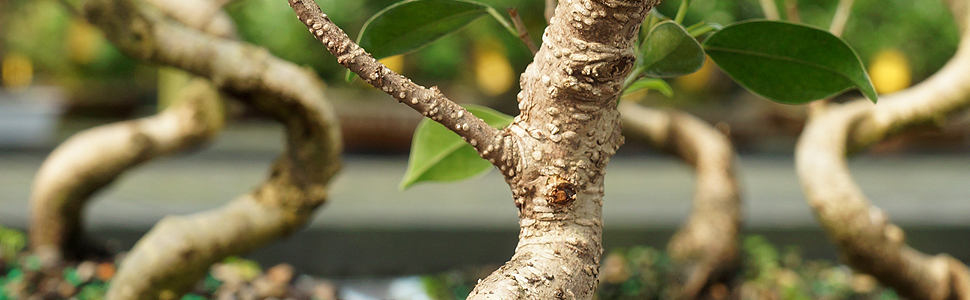 Ficus Bonsai