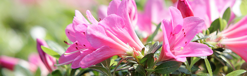 Azalea Specimens