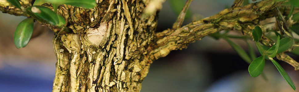 All Outdoor Bonsai