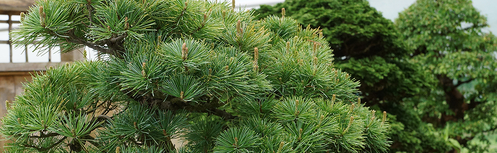 All Specimen Bonsai