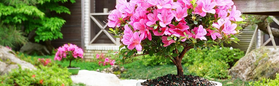 OUTDOOR BONSAI