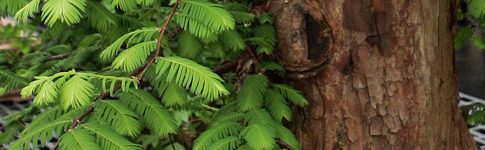 Other Specimen Bonsai