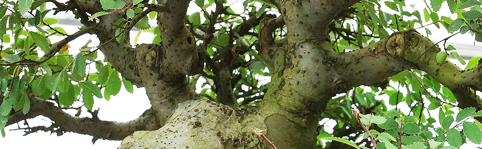 Chinese Elm Specimens