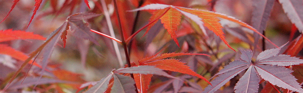 Maple Bonsai