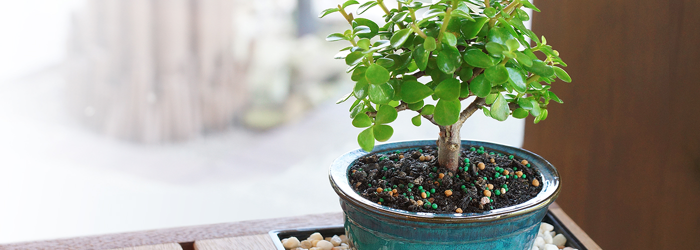 10+ Brussel's Bonsai Care Pictures Bonsai Ideas