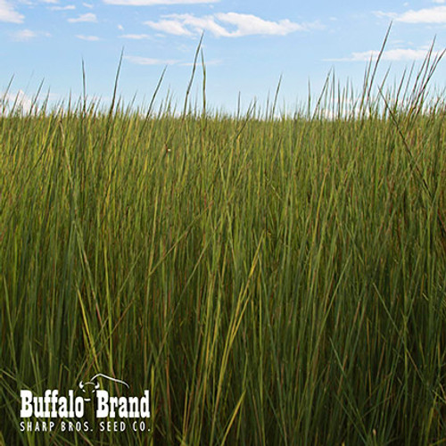 Little Bluestem Little Bluestem