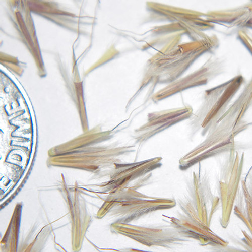 Little Bluestem Little Bluestem