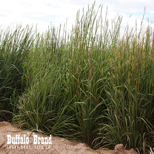 Sand Bluestem Sand Bluestem