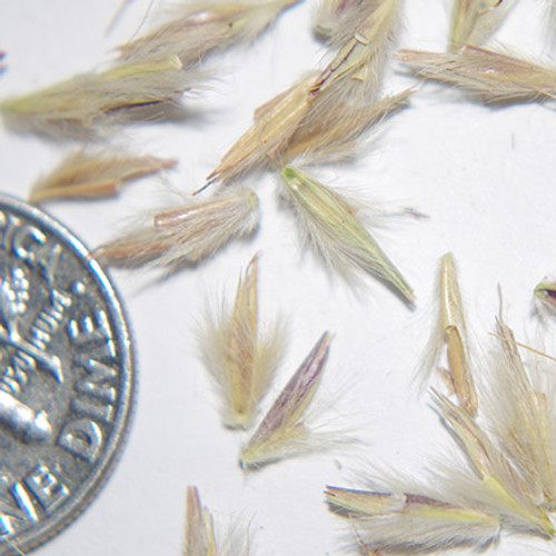 Sand Bluestem Sand Bluestem