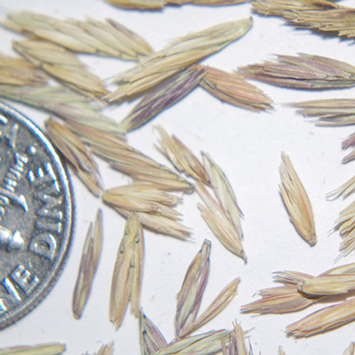Sideoats Grama Sideoats Grama