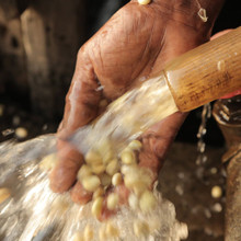 Washing pergamino after the coffee cherry has been removed.