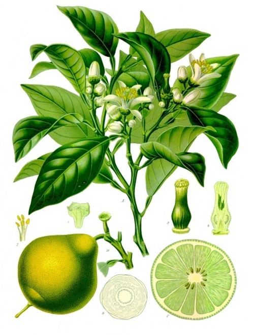 Citrus bergamia botanical drawing