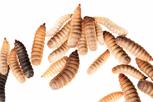 Black soldier fly larvae