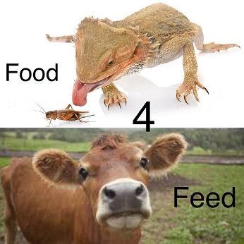 food-4-feed-s.jpg food-4-feed-s.jpg