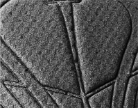 chamois pad is 6mm thick