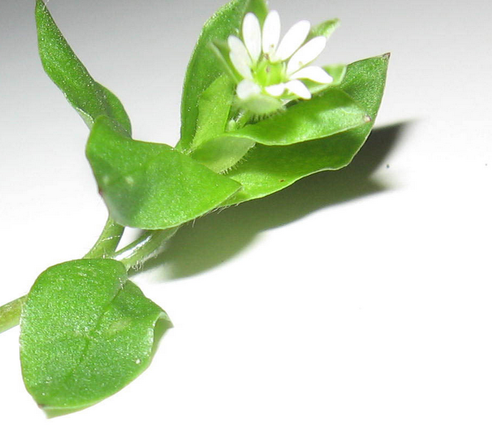 chickweed3.png