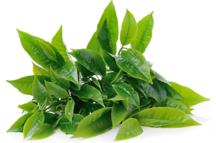 green-tea-leaves.png