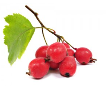 hawhorne-berries.png