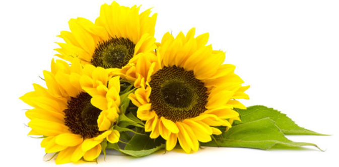 sun-flowers.png