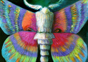 Rainbow Moth