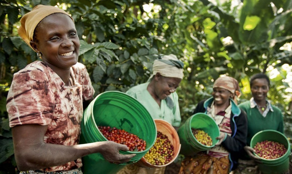 Introducing Ethiopia Konga Natural LTD