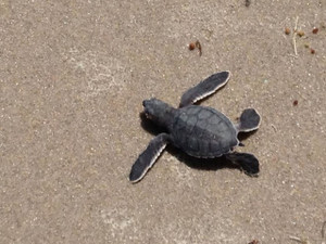 Adopt A Hatchling